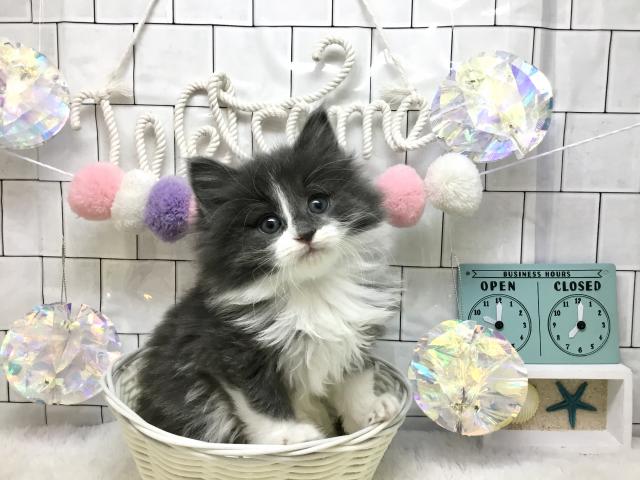 ノルウェージャンフォレストキャット