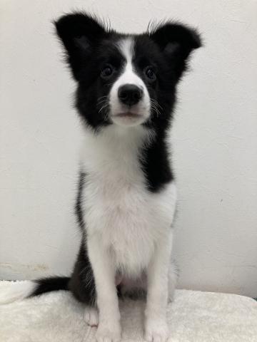 ボーダーコリー