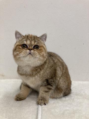 エキゾチックショートヘアー