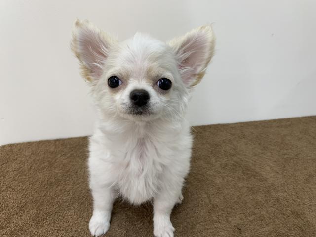 ディスワン上尾店 埼玉県 子犬や子猫たちのペット販売情報が満載 ペットステーション