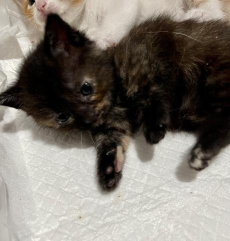 マンチカン短足