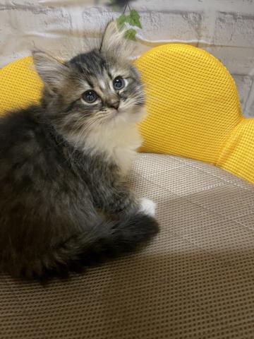 マンチカン長足