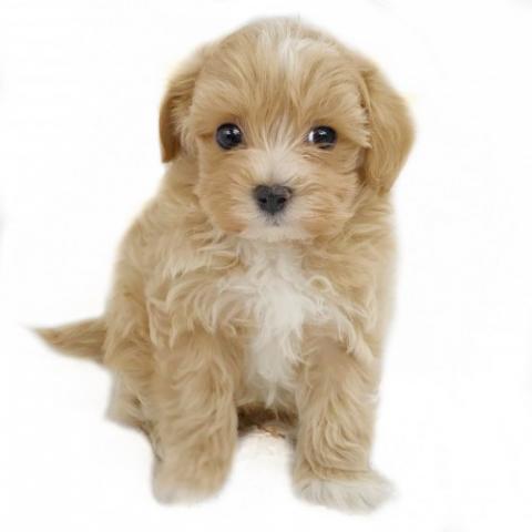 MIX ★マルプー！★