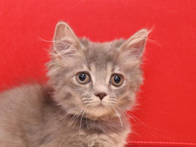 ミヌエット（旧ナポレオン）