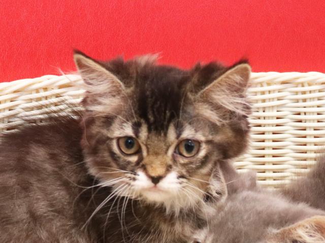 ミヌエット（旧ナポレオン）