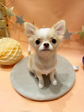 チワワ(ロングコート)