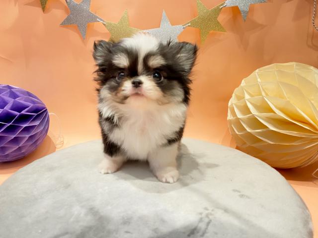 チワワ(ロングコート)