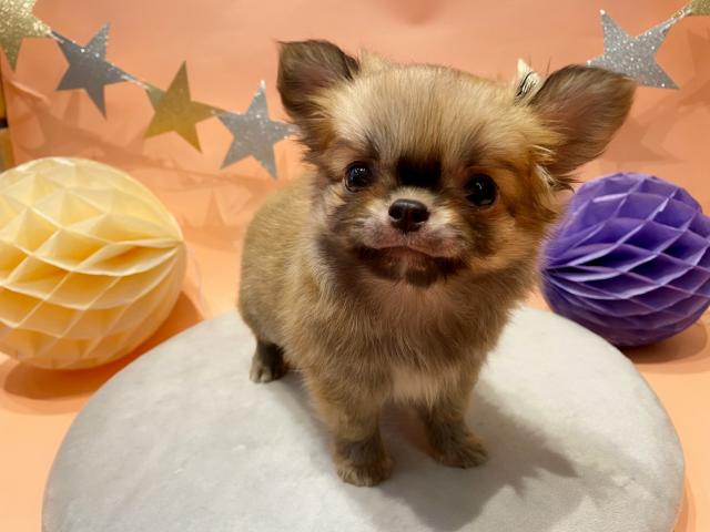 チワワ(ロングコート)