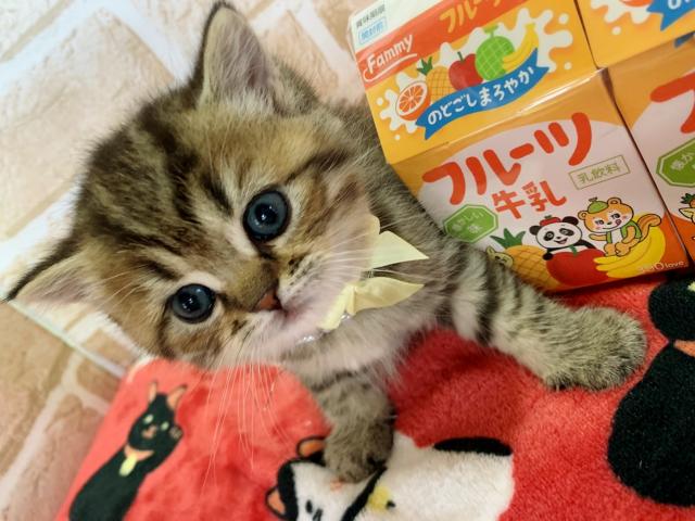 スコティッシュフォールドママちゃんラストbaby♡♡立ち耳