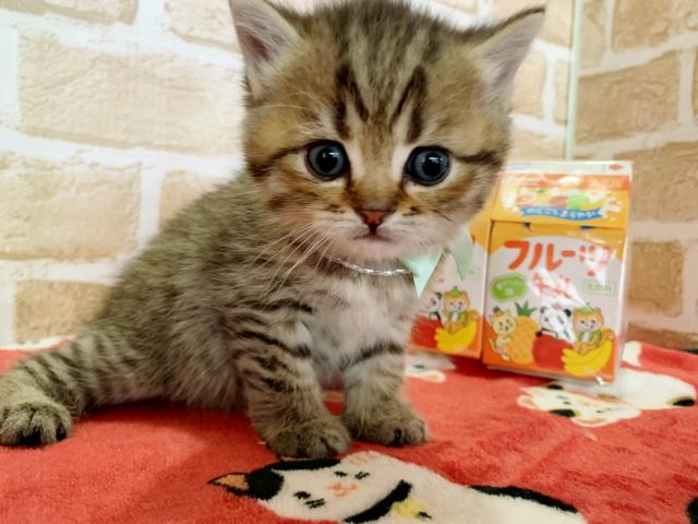 スコティッシュフォールドママちゃんラストbaby♡♡立ち耳