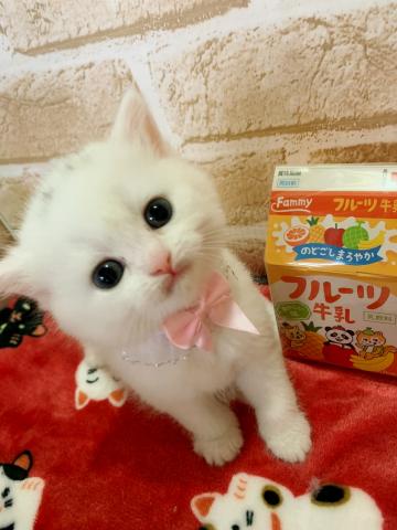 スコティッシュフォールドママちゃんラストbaby♡♡立ち耳