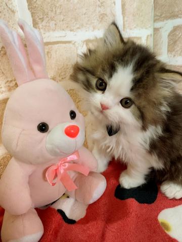 ミヌエット（旧ナポレオン）ひとりっ子むっちりboy♡♡(長足)