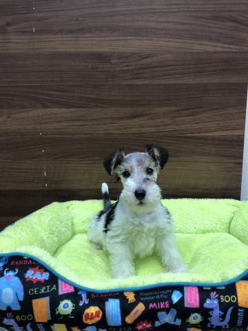 ワイアーフォックステリア