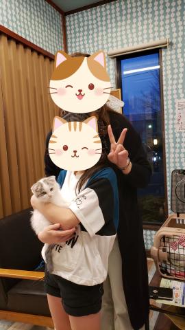 スコティッシュフォールド