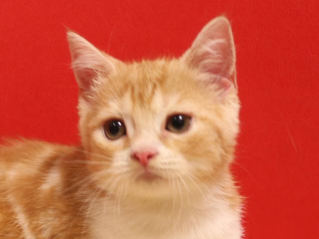 スコティッシュフォールド