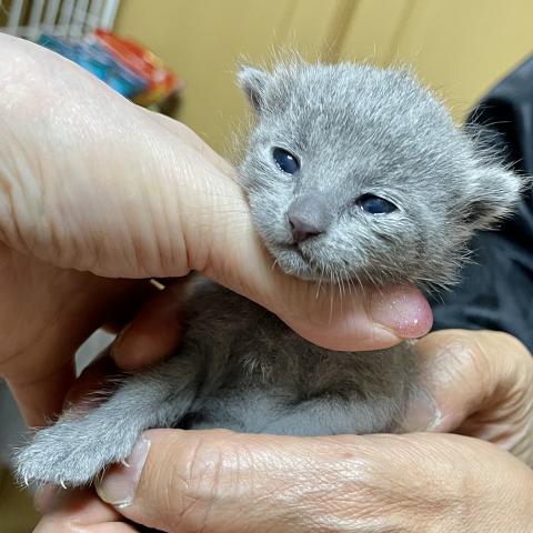 ロシアンブルー