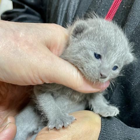 ロシアンブルー