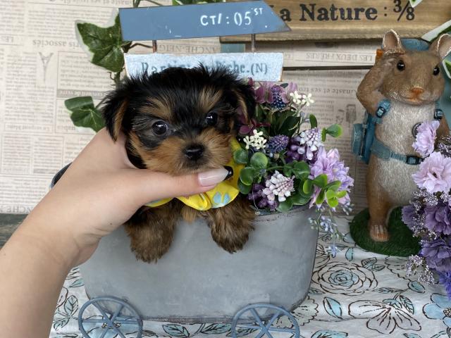 ヨークシャーテリア★