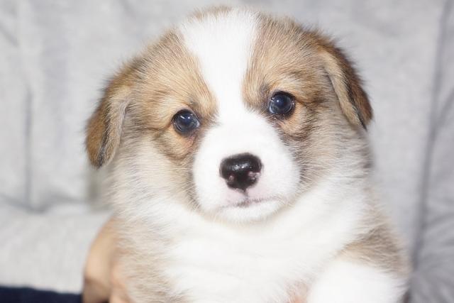アマテラス犬舎 鹿児島県 子犬や子猫たちのペット販売情報が満載 ペットステーション アマテラス犬舎 鹿児島県 子犬や子猫たちのペット販売情報が満載 ペットステーション