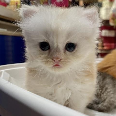 ミヌエット（旧ナポレオン）