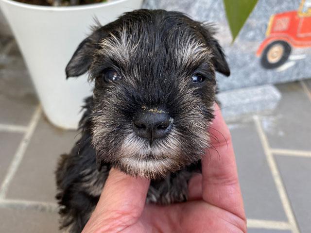 ミニチュアシュナウザー