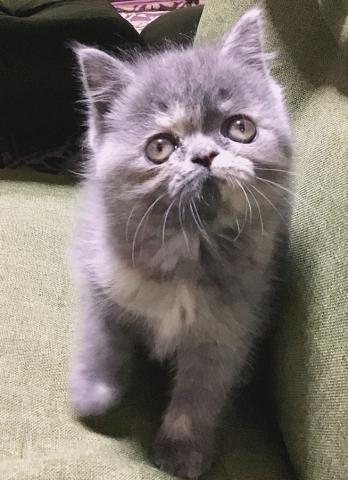 エキゾチックショートヘアー