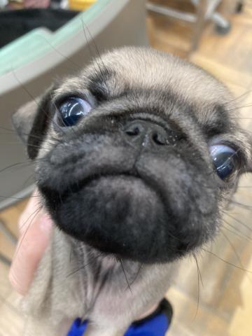ディスワン川越南古谷店 埼玉県 子犬や子猫たちのペット販売情報が満載 ペットステーション ディスワン川越南古谷店 埼玉県 子犬や子猫たちのペット販売情報が満載 ペットステーション