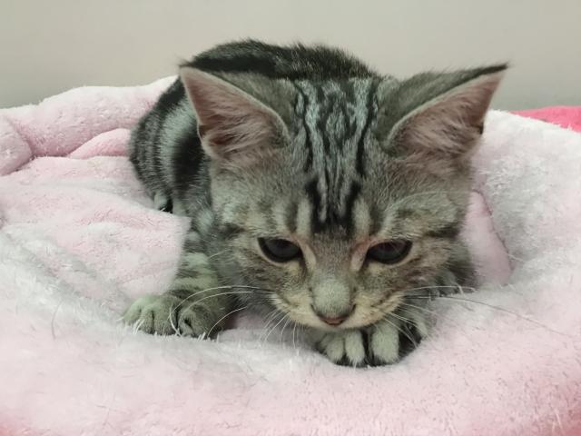 スタイルパウズ川口店 埼玉県 子犬や子猫たちのペット販売情報が満載 ペットステーション スタイルパウズ川口店 埼玉県 子犬や子猫たちのペット販売情報が満載 ペットステーション