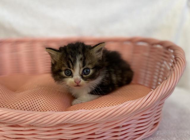 ミヌエット(旧ナポレオン)