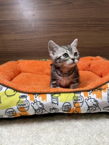 アメリカンショートヘアー