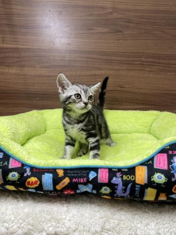 アメリカンショートヘアー