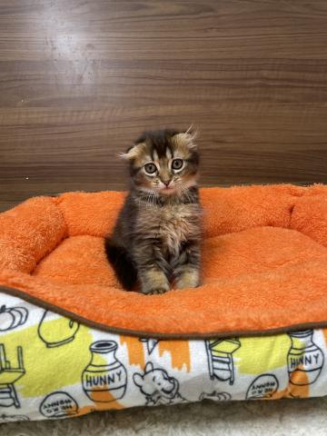 スコティッシュフォールド