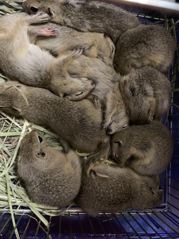 アカブチジェネット 子犬や子猫たちのペット販売情報が満載 ペットステーション