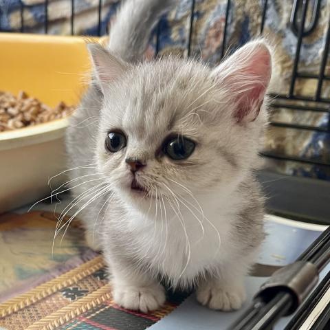 ミヌエット（旧ナポレオン）