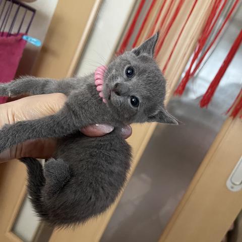 ロシアンブルー