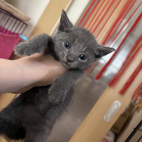 ロシアンブルー