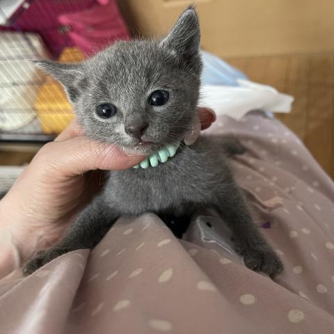 ロシアンブルー