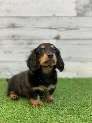 ミニチュアダックスフンド