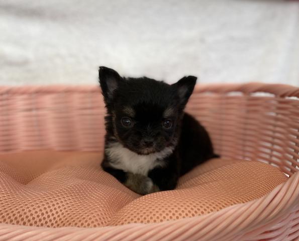 チワワ（ロングコート）