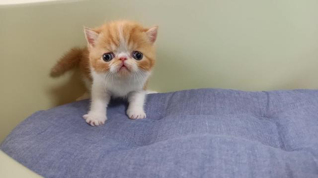 エキゾチックショートヘアー 子犬や子猫たちのペット販売情報が満載 ペットステーション