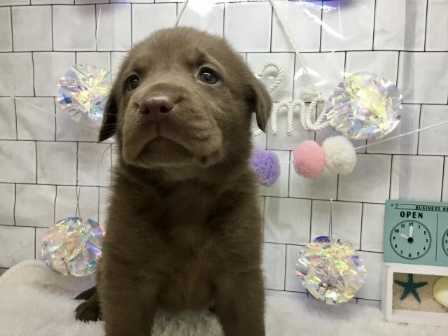 ラブラドールレトリーバー