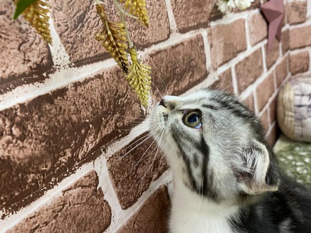 スコティッシュフォールド