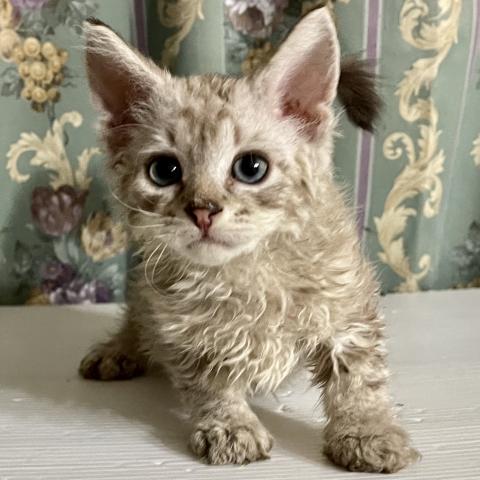 ラムキン長足巻き毛、セミロングorロング