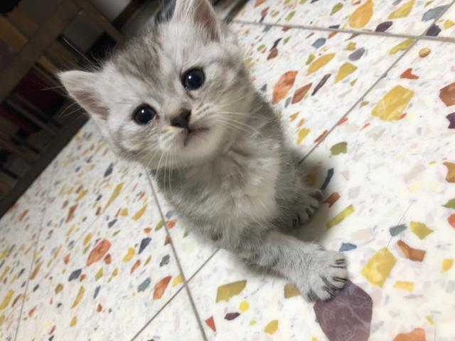 ミヌエット(旧ナポレオン)