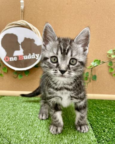 One Buddy新船橋店 千葉県 子犬や子猫たちのペット販売情報が満載 ペットステーション