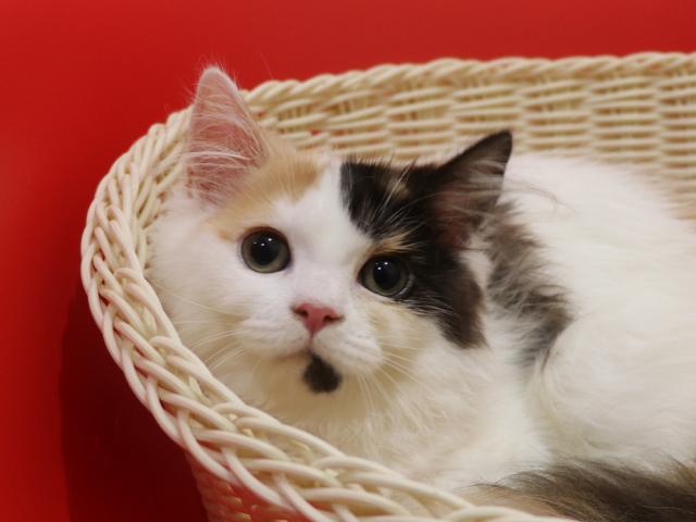 スコティッシュフォールド