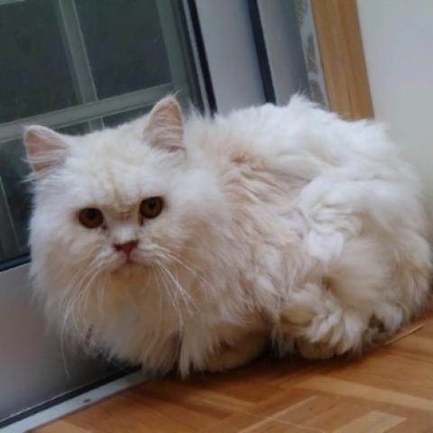 スコティッシュフォールド