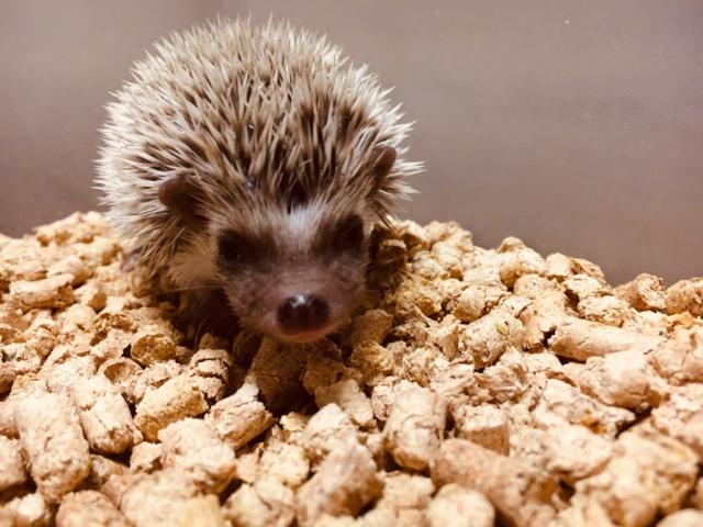 ヨツユビハリネズミ