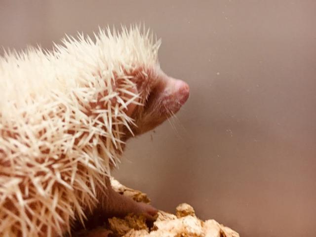 ヨツユビハリネズミ
