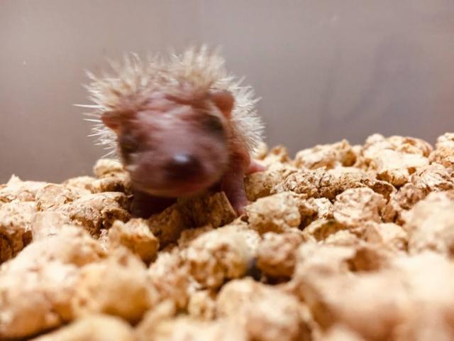 ヨツユビハリネズミ